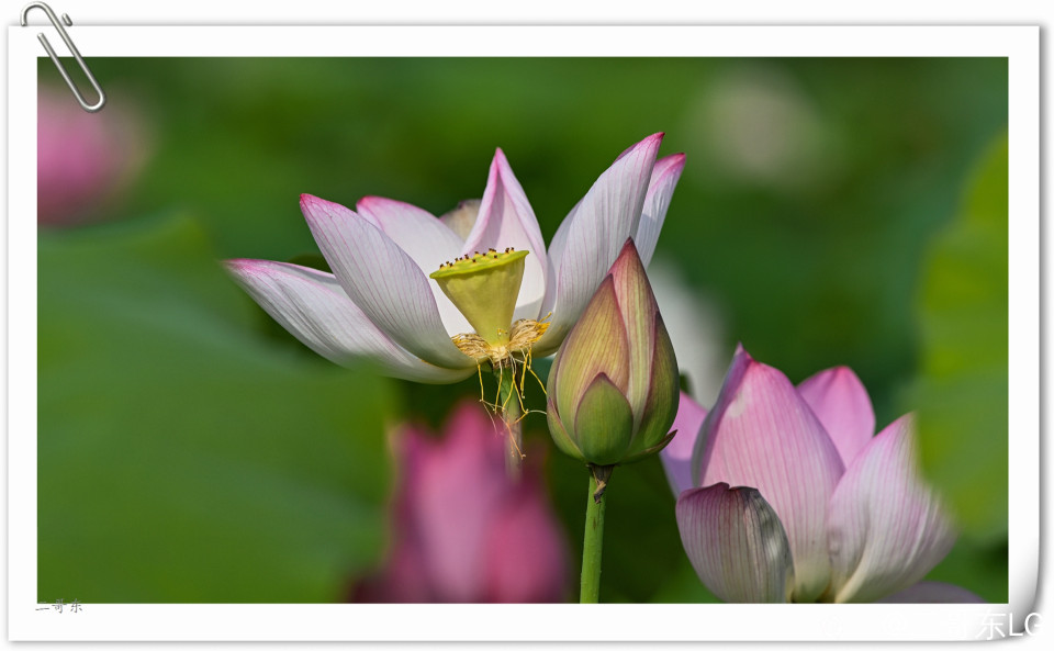 艳丽荷花 (11).jpg