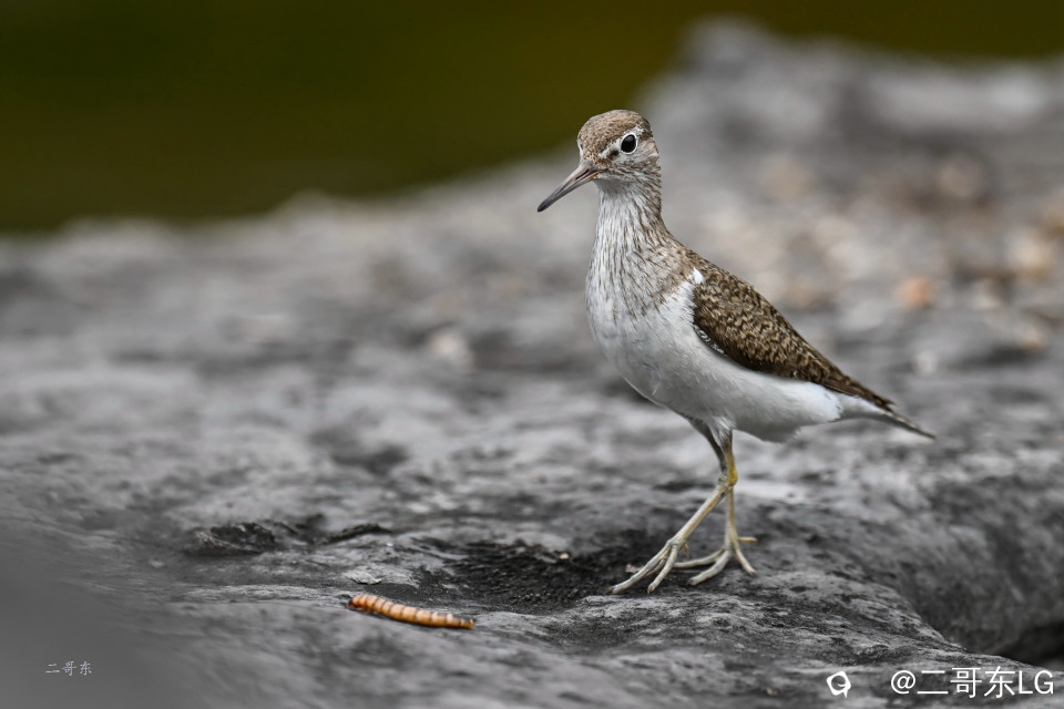 矶鹬 jī yù (16).jpg