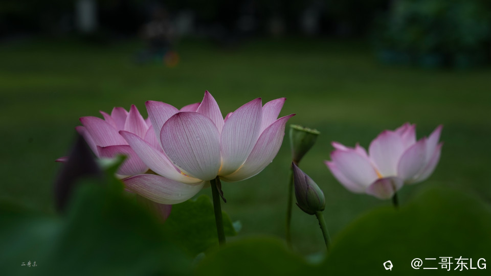 荷花 (3).jpg