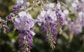 紫藤花开了