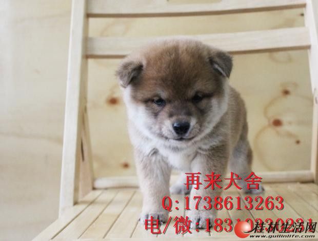 	 ��Ѫͳ�Ĳ�Ȯ����Ǯ ˫Ѫͳ��Ȯ����Ǯ ���ֲ�Ȯ�۸�