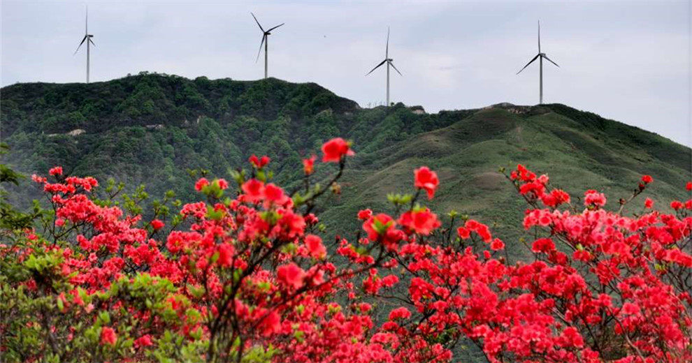 五一节，宝盖山杜鹃花海刚刚好