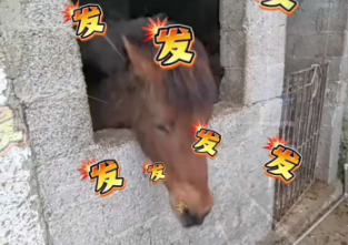 今年指定发财！小女孩问马儿&ldquo;我们所有人发不发财&rdquo;，马儿疯狂点头