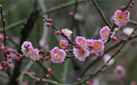 梅花香自苦寒来