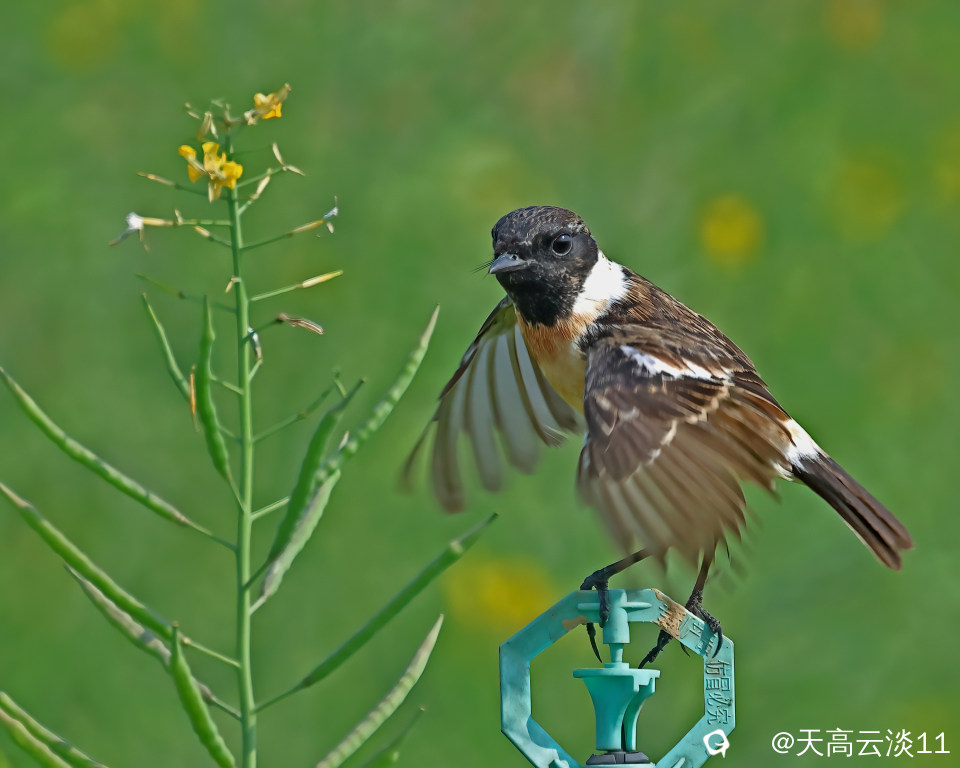 5D2A4346-DeNoiseAI-clear.jpg