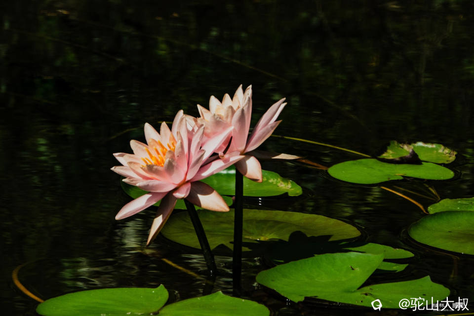 DSC08729-0_副本.jpg