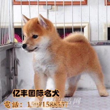 ���۴��ֲ�Ȯ ���ֲ�Ȯ�۸� �ڷ�Ȯ��