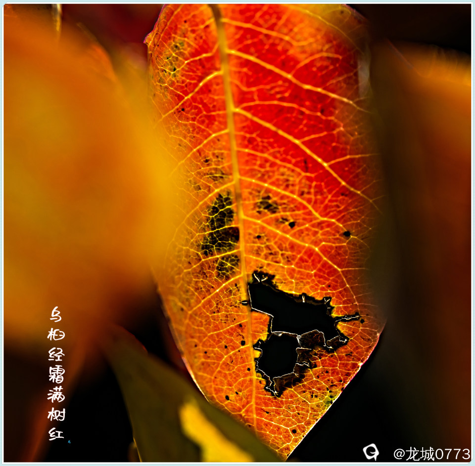 1X4A1954-pp.jpg