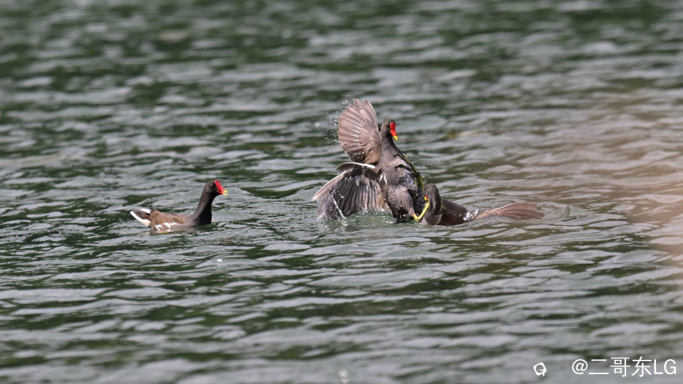 黑水鸡打架 (7).jpg