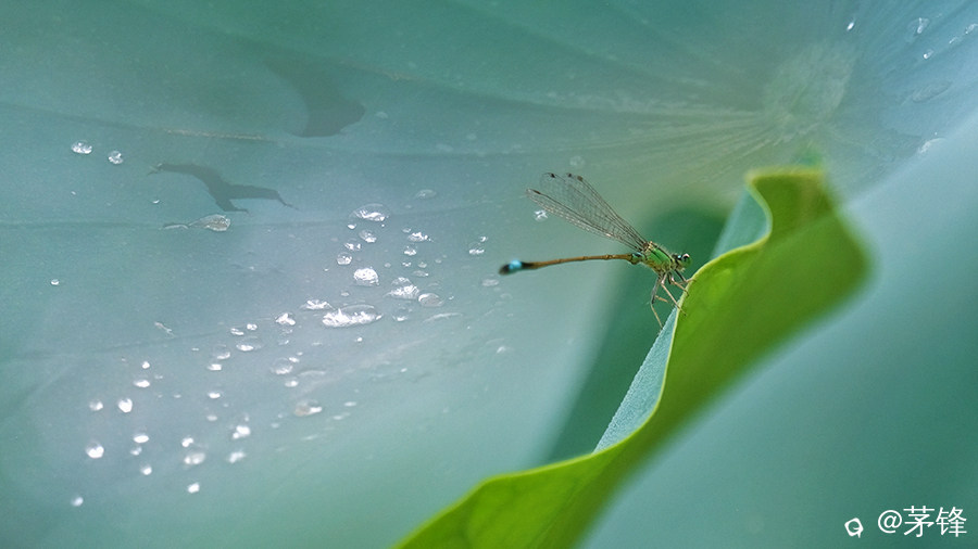 DSCF7016.jpg