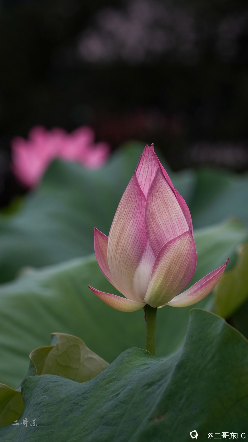 荷花 (12).jpg