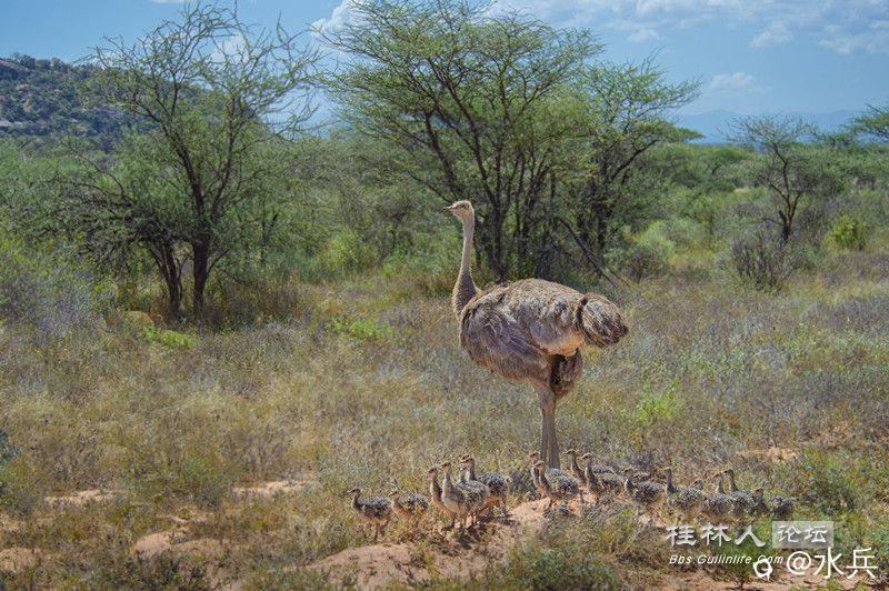 索马里鸵鸟3_副本.jpg