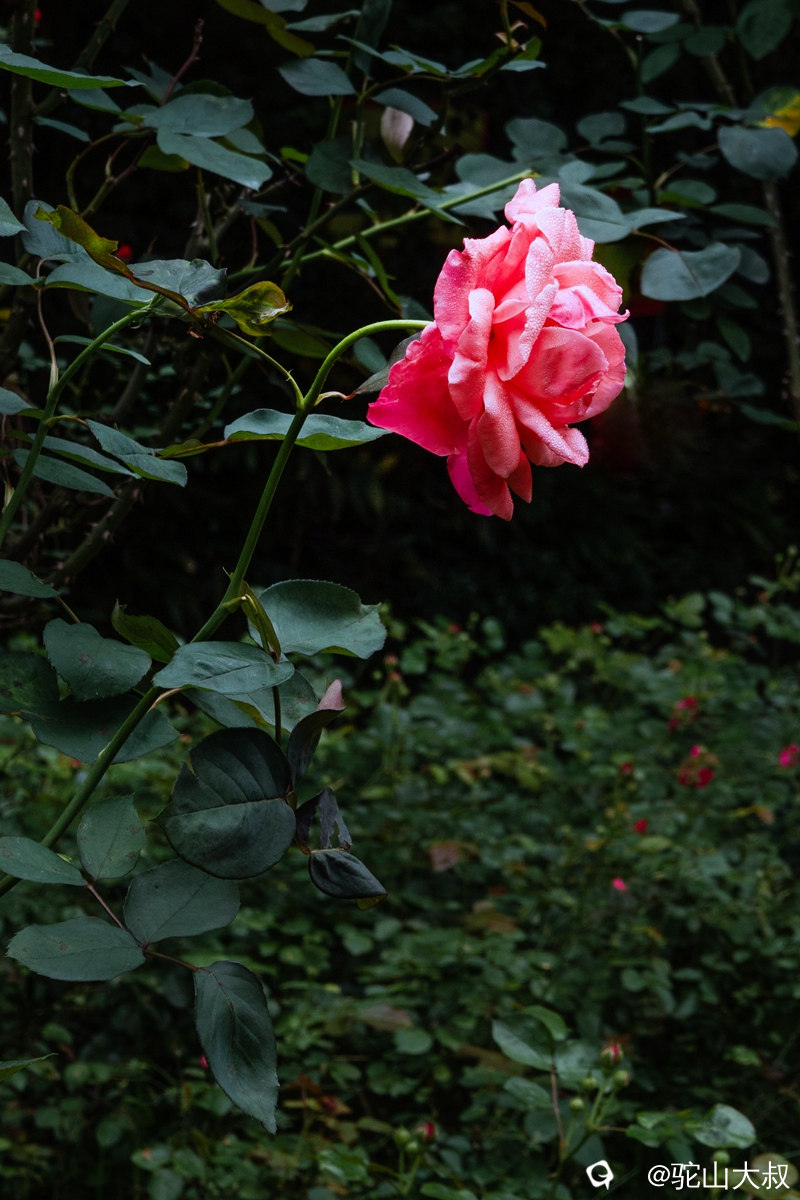 DSC06717-0 - 副本.jpg