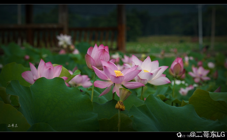 娇艳欲滴 (2).jpg