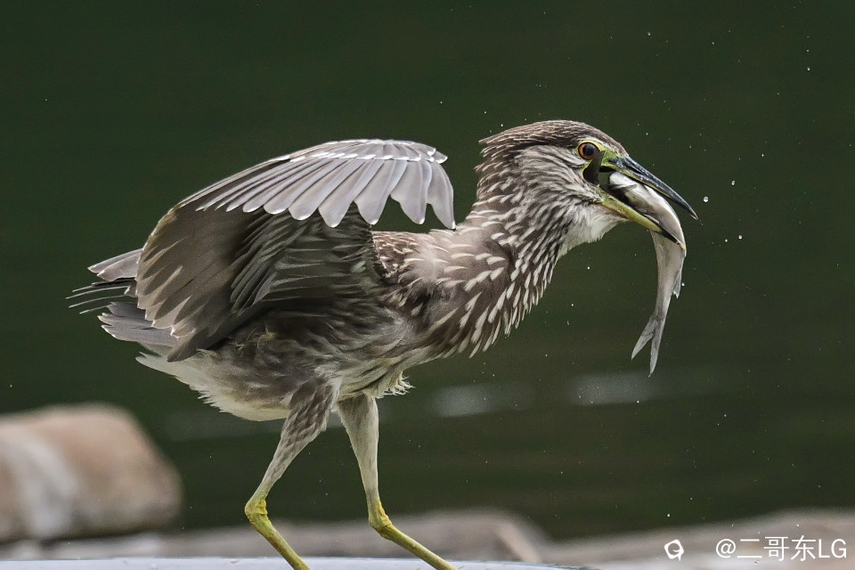 绿鹭干饭 (12).jpg