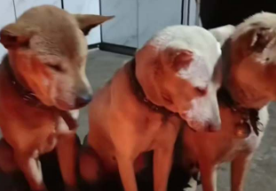 有那么一瞬間感覺好幸福！廣西三只小土狗互相靠著烤火睡覺，網(wǎng)友：不知道為啥，我烤火盆也容易犯困