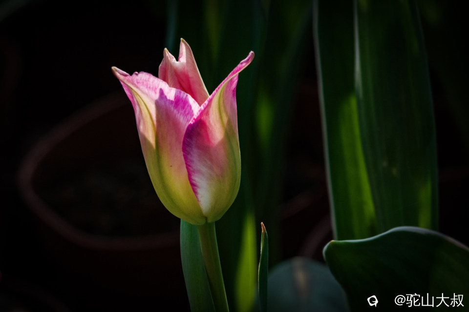 DSC05249-0 - 副本.jpg