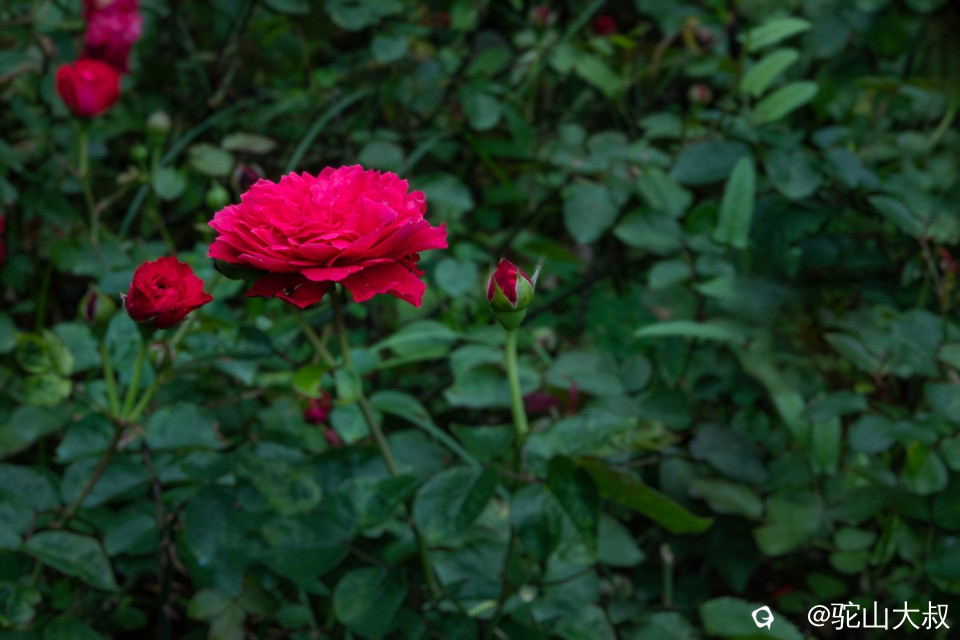 DSC06753-0 - 副本.jpg
