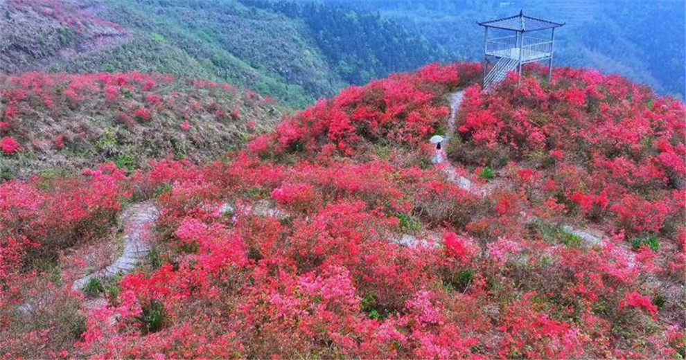 灵川帽子岭杜鹃花海太震撼了