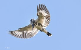 ★★★★★斑鱼狗