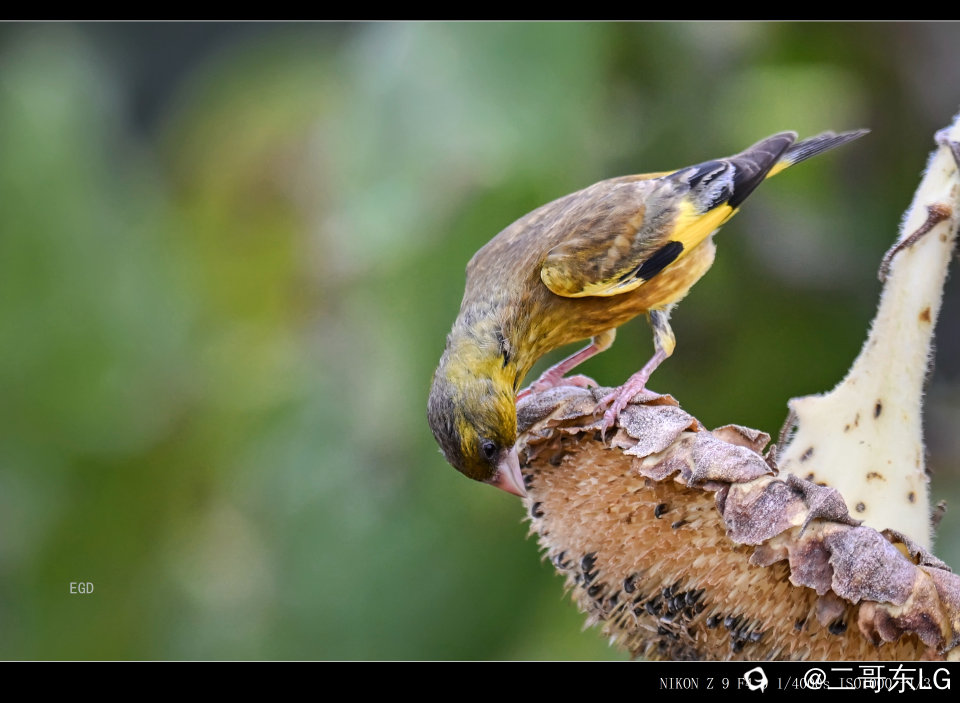金翅雀 (8).jpg