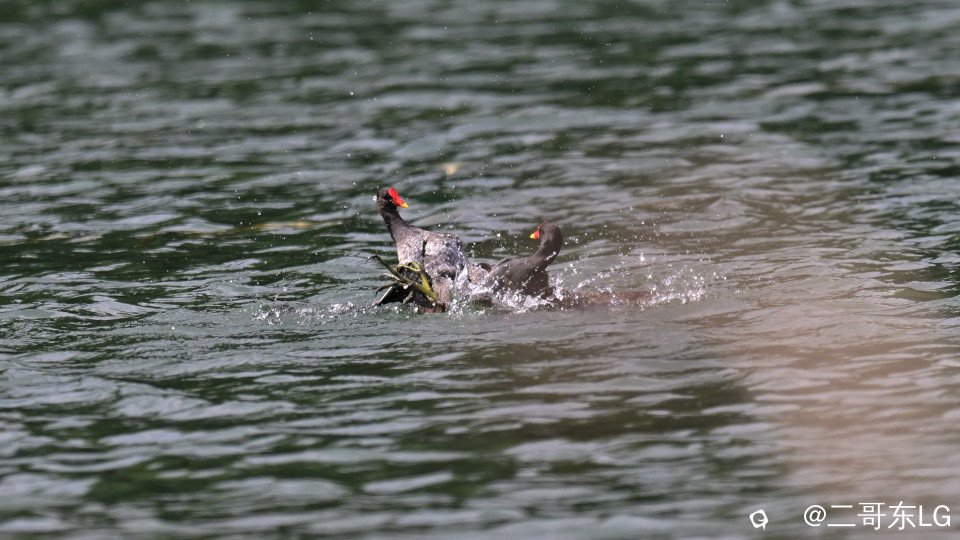 黑水鸡打架 (1).jpg
