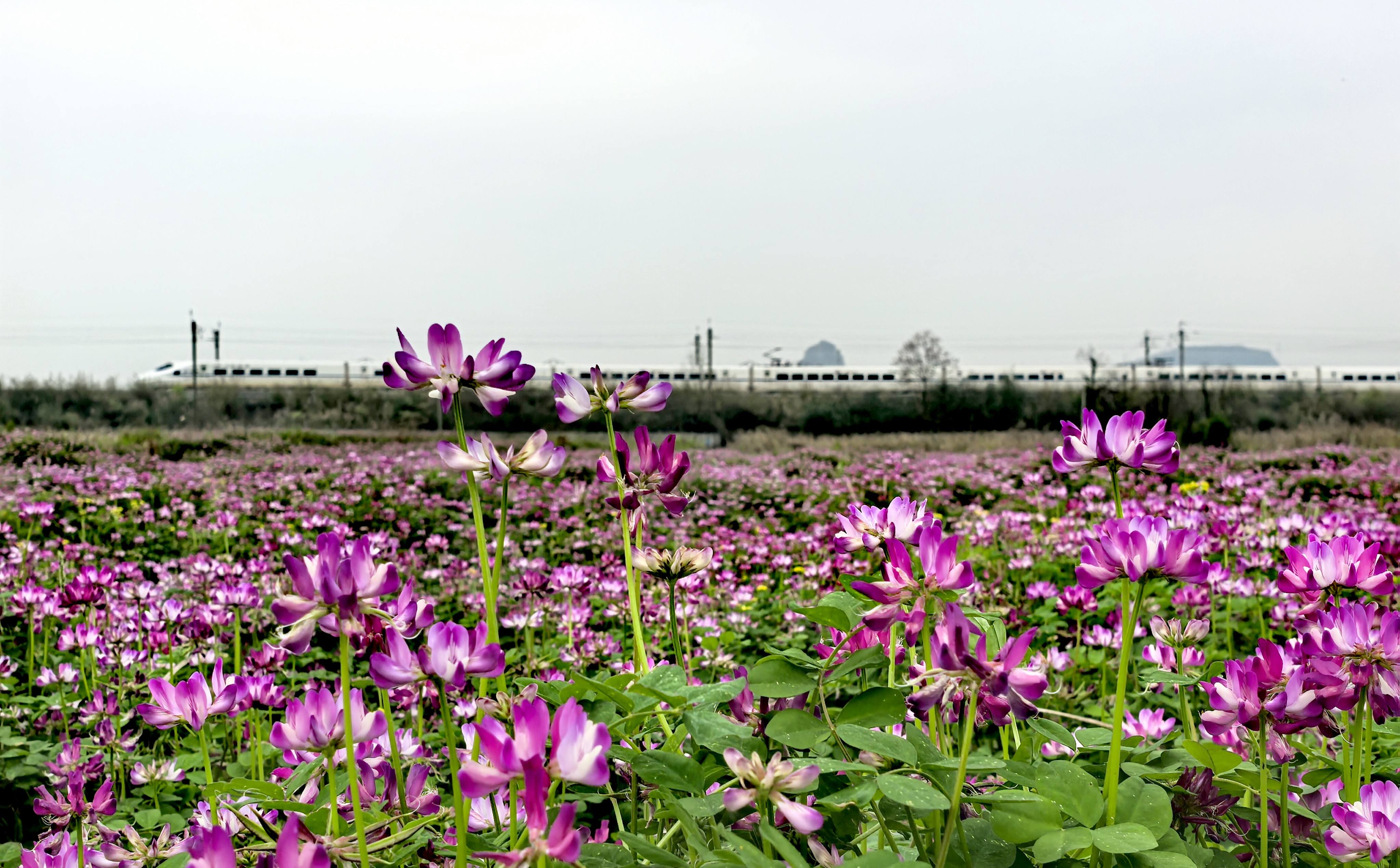 临桂四塘田野紫云英