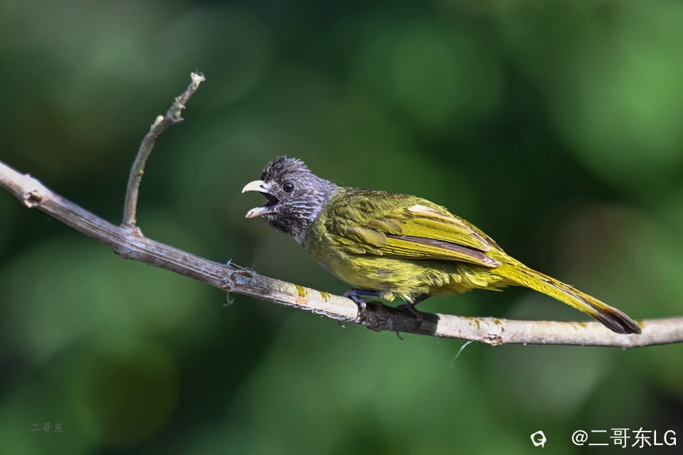 -领雀嘴鹎 (3).jpg