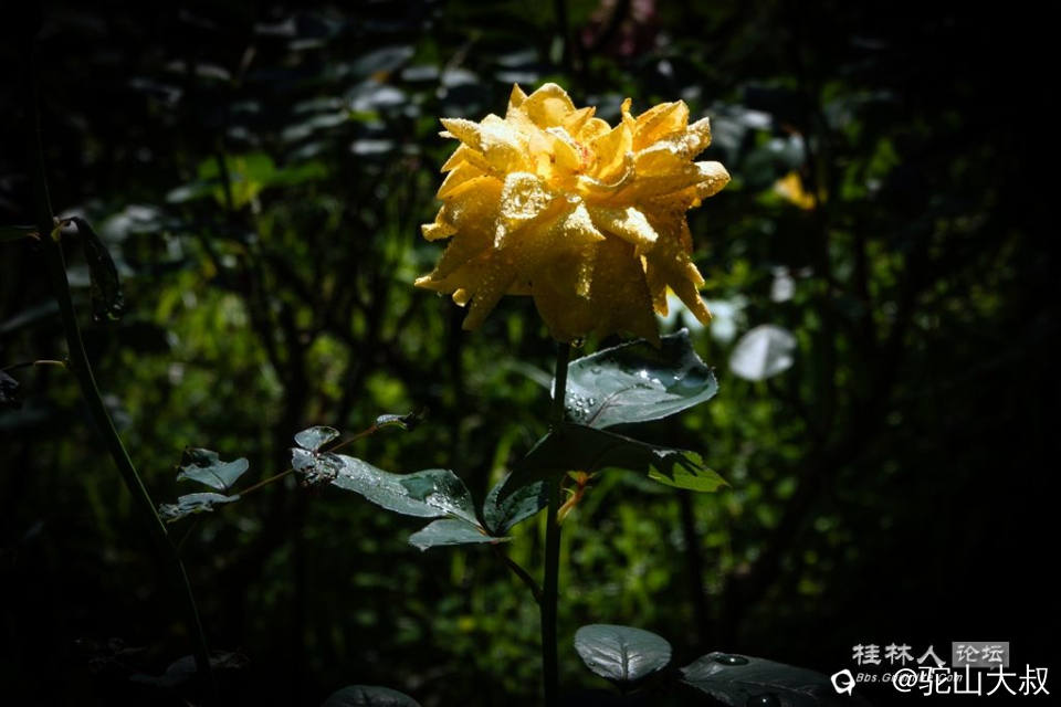 DSC07217-0.jpg