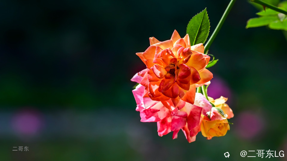 虞山月季花 (10).jpg