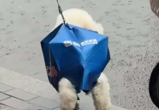 引得大家哈哈大笑！下雨天主人為狗狗自制外賣袋雨衣