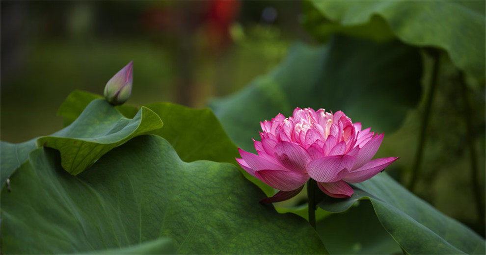 西山公园的荷花和百日菊