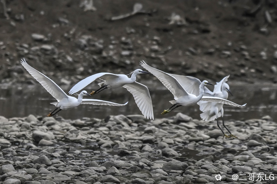 小白鹭 (6).jpg