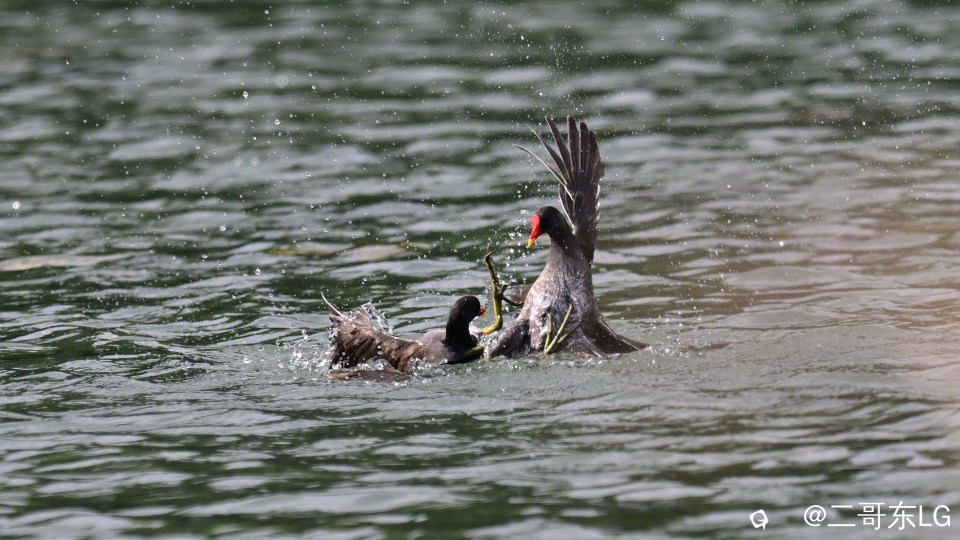 黑水鸡打架 (4).jpg
