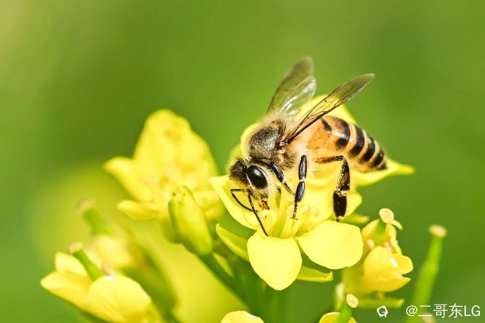微距小蜜蜂 (5).jpg