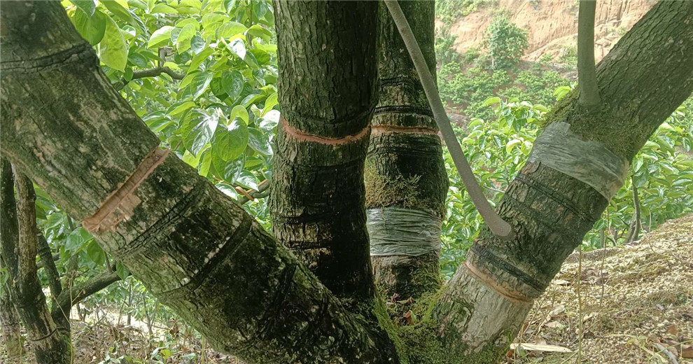 五一劳动节，深山果农又到果树环割季