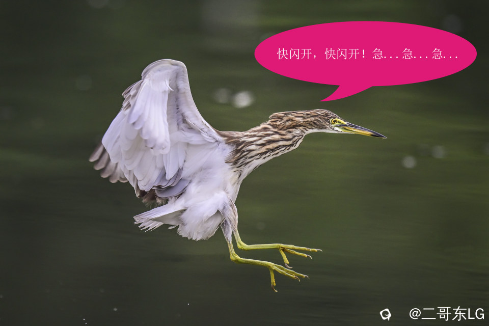 唉呀妈呀快闪开急急急 (1).jpg