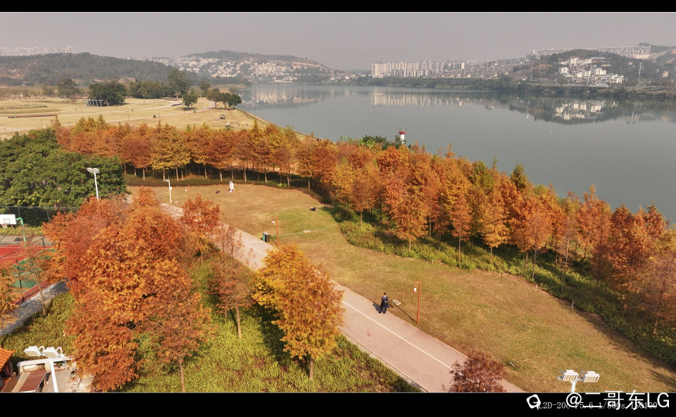 红水杉 (1).jpg