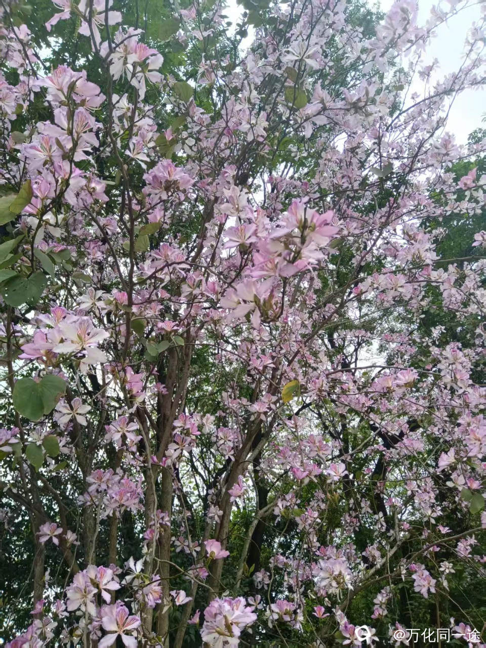 上联：此花系紫荆花，紫荆花紫色的真花