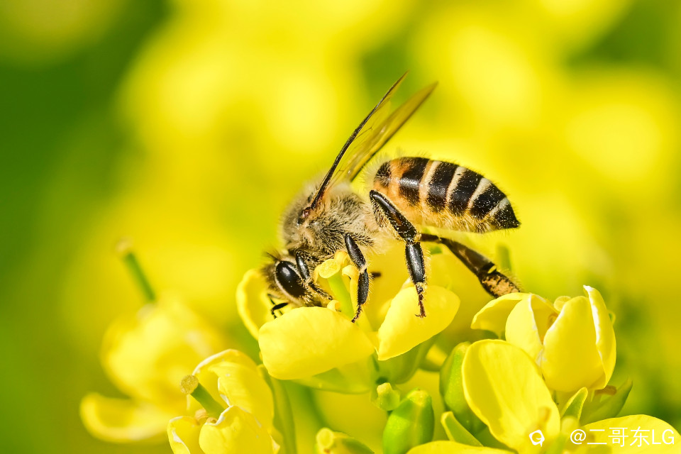 微距小蜜蜂 (9).jpg