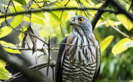 近日收获国保二级凤头鹰