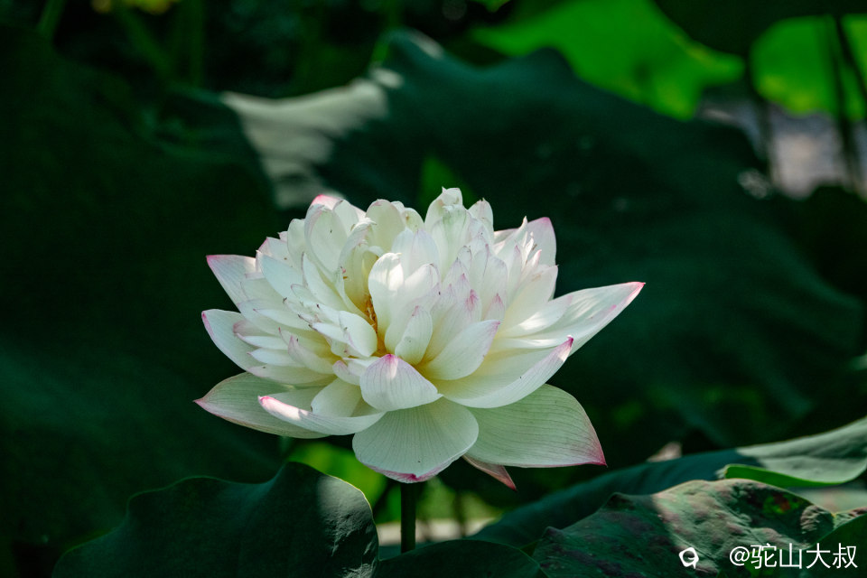 DSC04335-0 - 副本.jpg