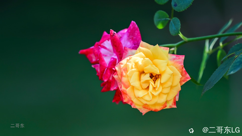 虞山月季花 (5).jpg
