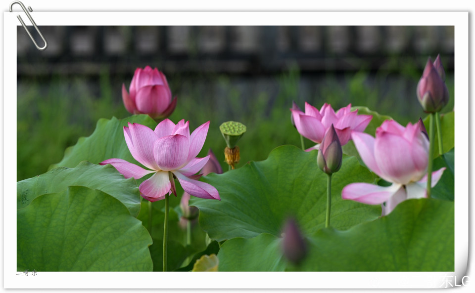 艳丽荷花 (5).jpg