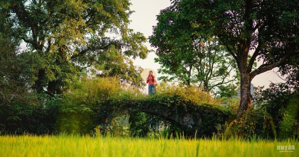 紅波找橋之龍門橋