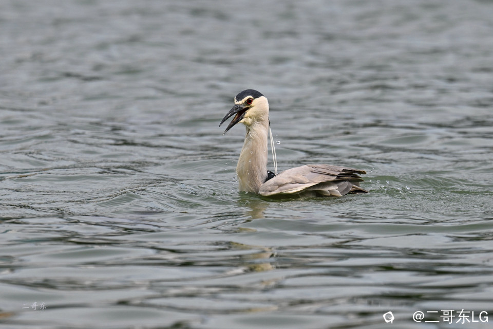 夜鹭起飞 (1).jpg