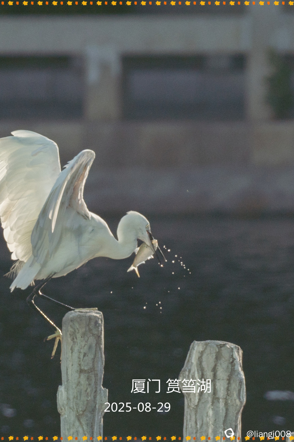 DSC08922_副本_副本.jpg
