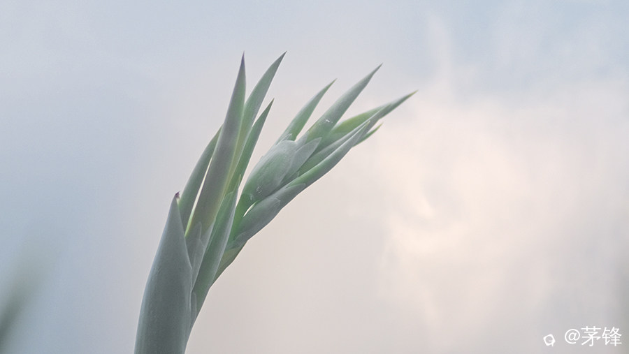 DSCF8832.jpg