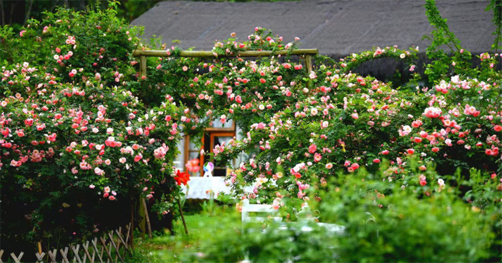 桂林市郊哈尼花园，花开正好