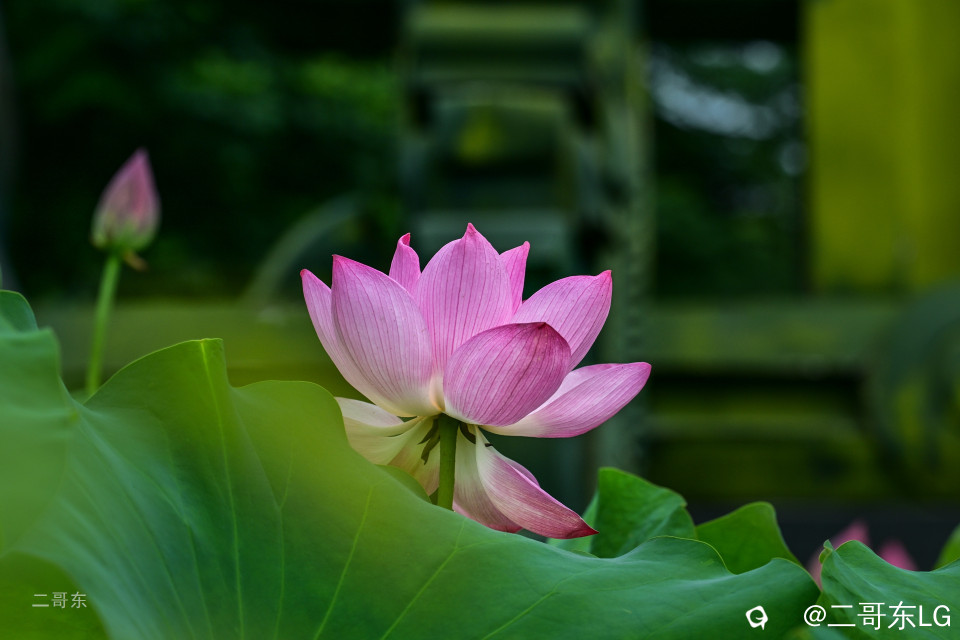 一年一度荷花季 (19).jpg